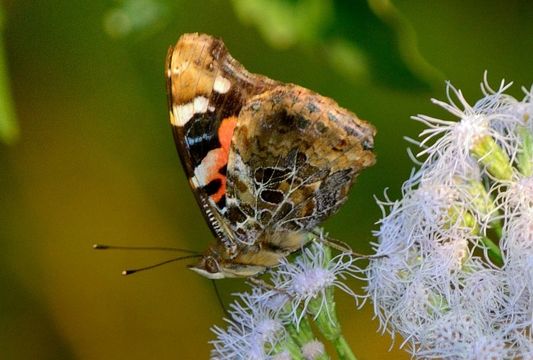 Image of Asian Admiral