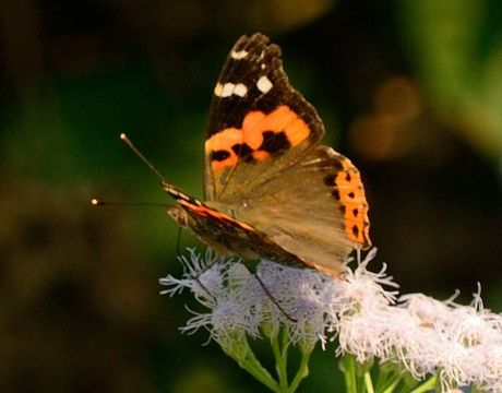 Image of Asian Admiral