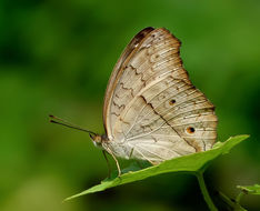 Image of Grey Pansy Butterfly