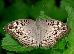 Image of Grey Pansy Butterfly