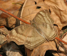 Image of chocolate pansy