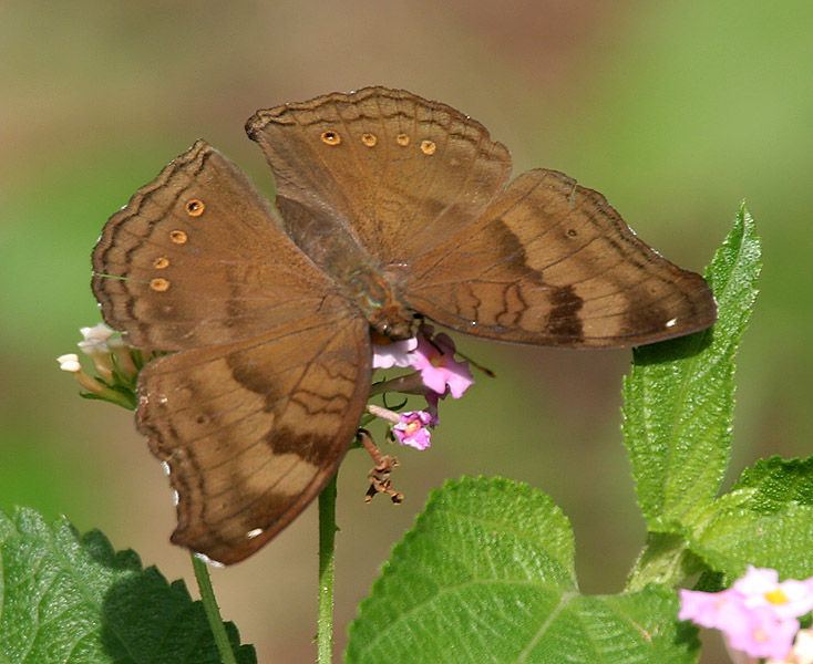 Image of chocolate pansy