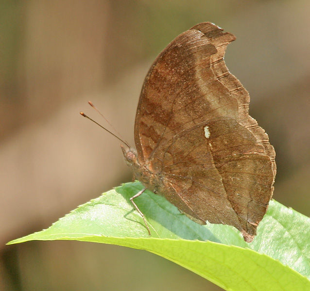 Image of chocolate pansy