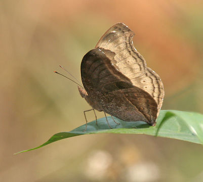 Image of chocolate pansy