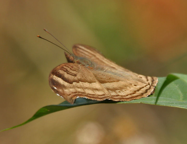 Image of chocolate pansy