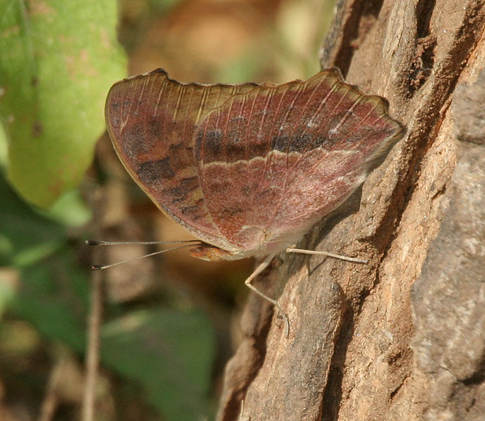 Image of chocolate pansy