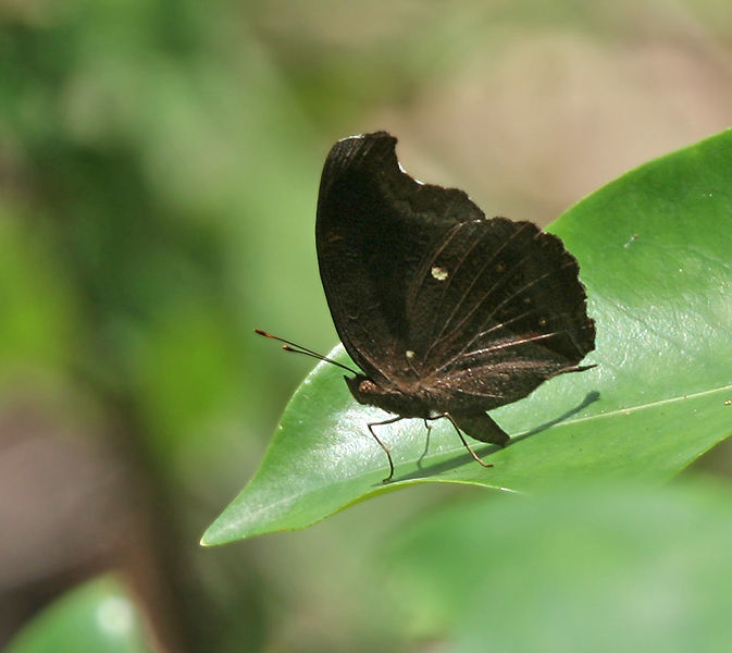 Image of chocolate pansy