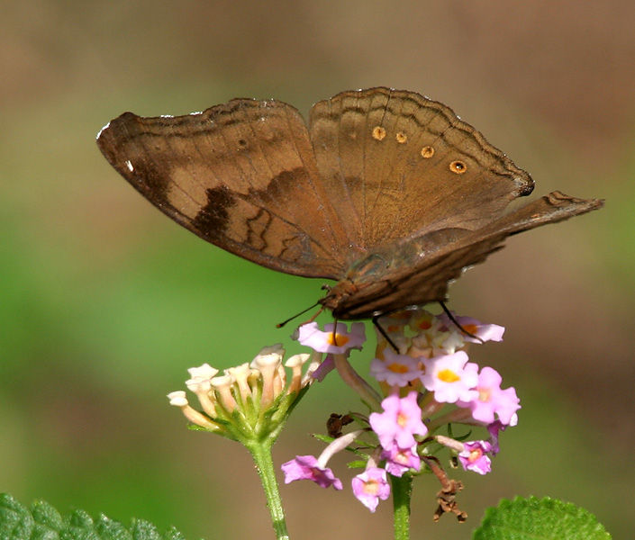 Image of chocolate pansy