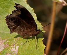 Image of chocolate pansy