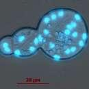 Image of Sphaeroforma arctica