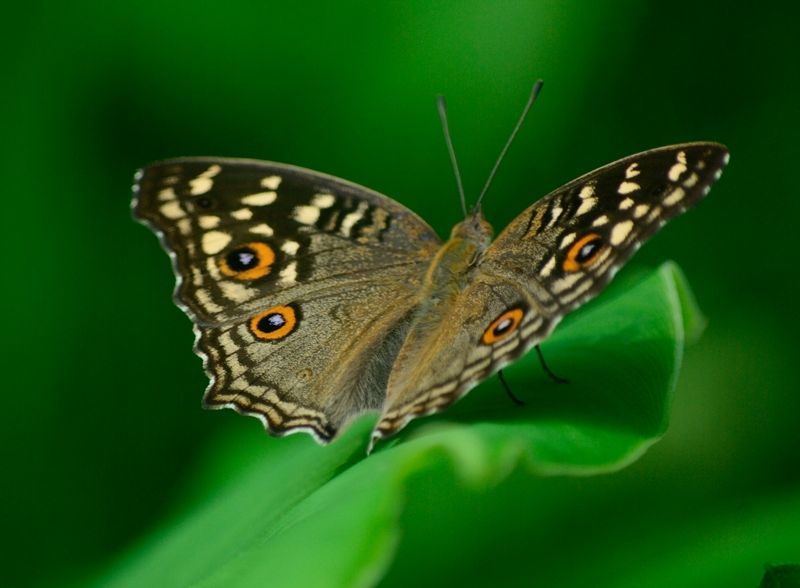 Image of Junonia lemonias Linnaeus 1758