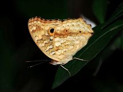 Image of Junonia lemonias Linnaeus 1758