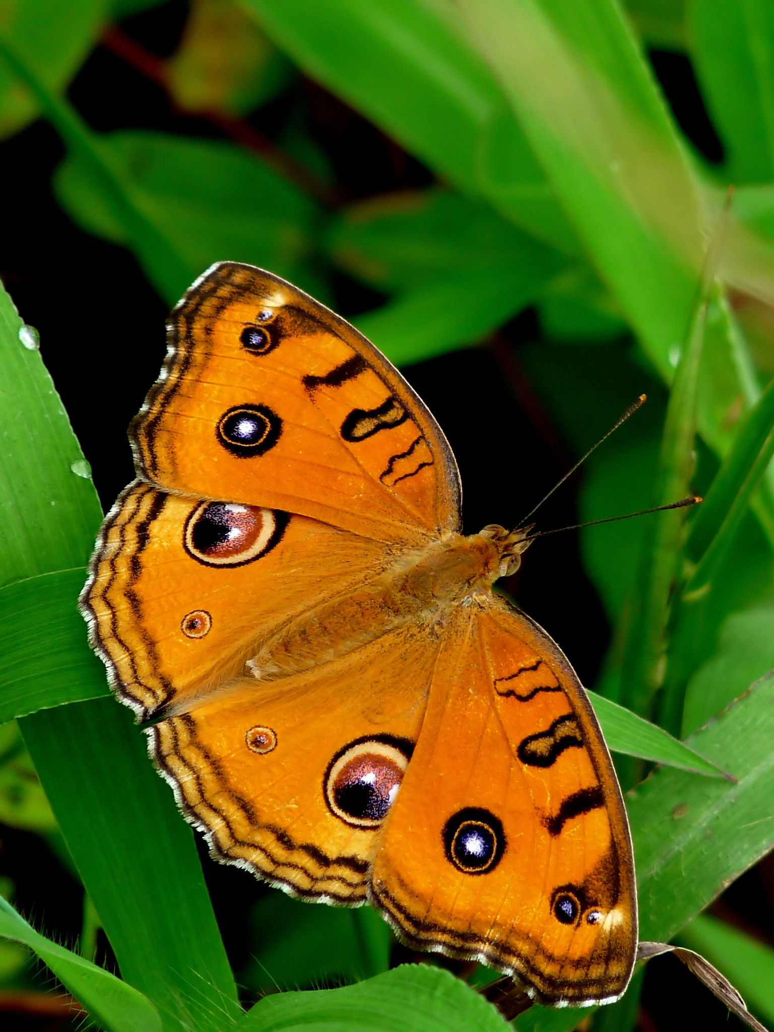 Image of Peacock Pansy