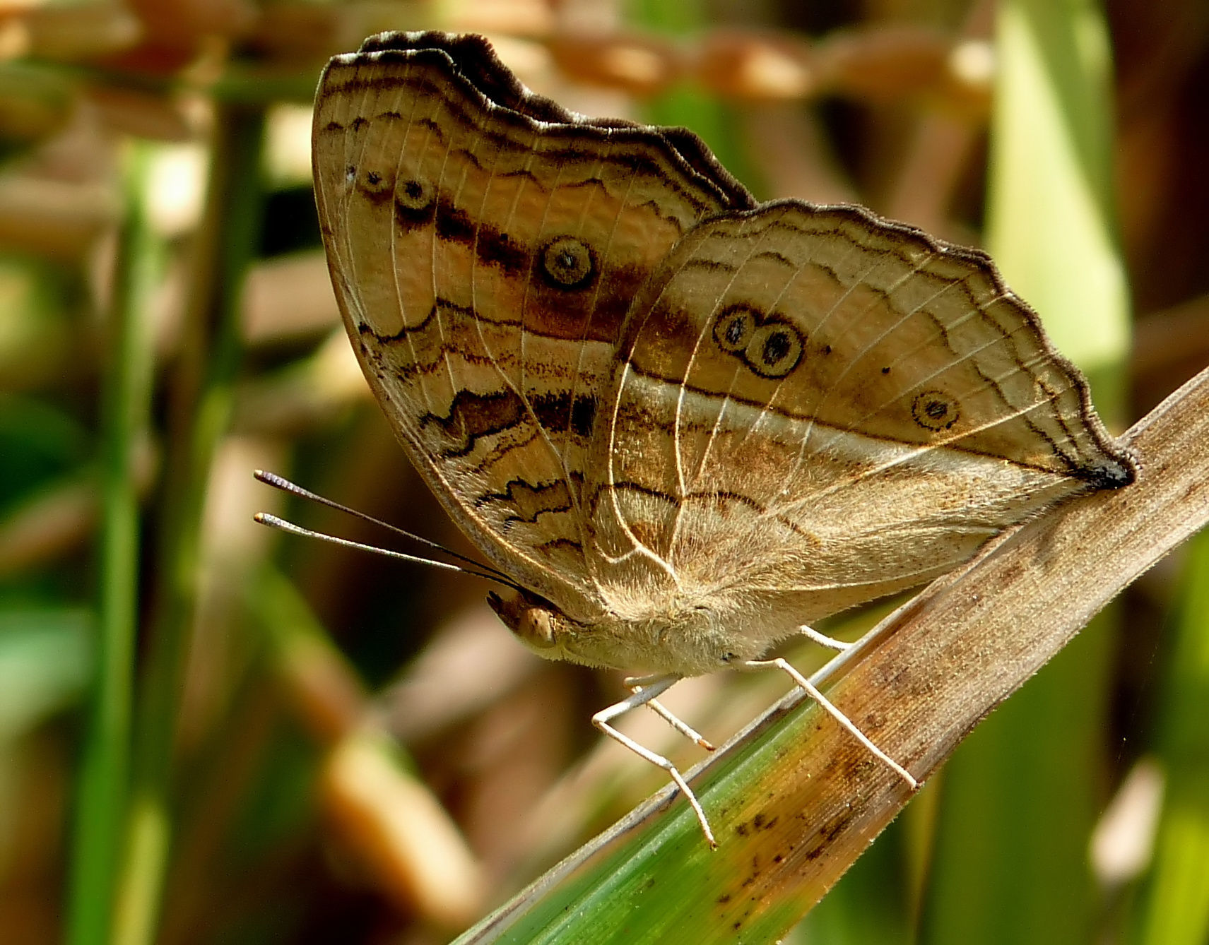 Image of Peacock Pansy