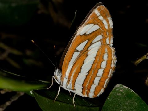 Image of Neptis hylas Linnaeus 1758