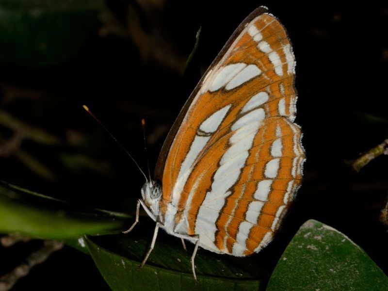 Image de Neptis hylas Linnaeus 1758