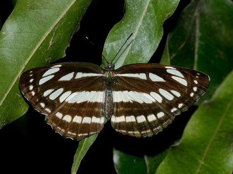 Image of Neptis hylas Linnaeus 1758