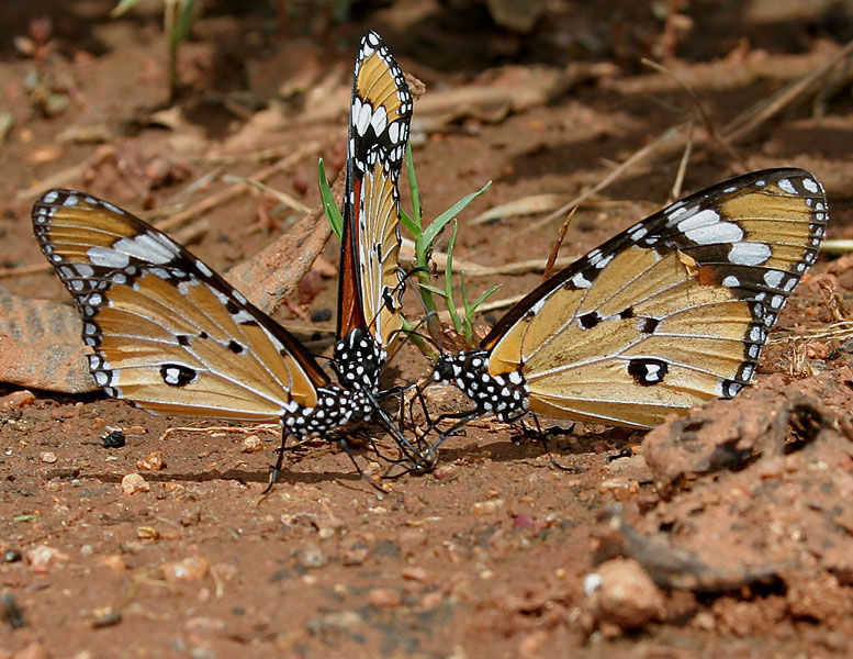 Image of Plain tiger