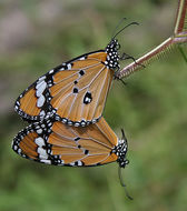 Image of Plain tiger