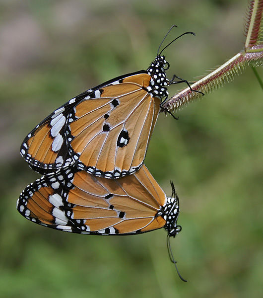 Image of Plain tiger