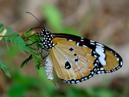 Image of Plain tiger