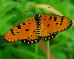 Image of Acraea violae Fabricius 1775