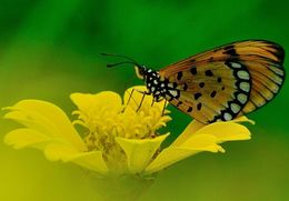 Image of Acraea violae Fabricius 1775