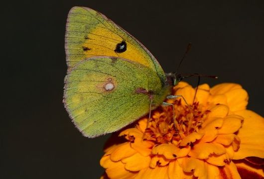 Plancia ëd Colias fieldii Ménétriès 1855