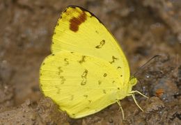 Image de Eurema blanda (Boisduval 1836)