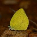 Image de Eurema laeta (Boisduval 1836)