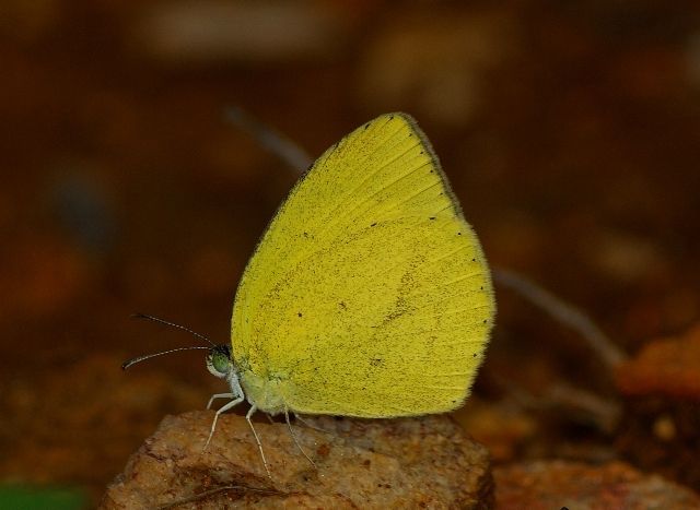 Image of Spotless Grass Yellow