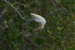 Image of Eastern Cattle Egret