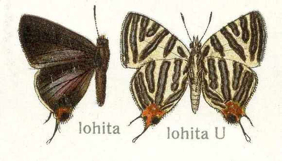 Image of Spindasis lohita (Horsfield 1829)