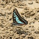 Graphium eurypylus (Linnaeus 1758) resmi