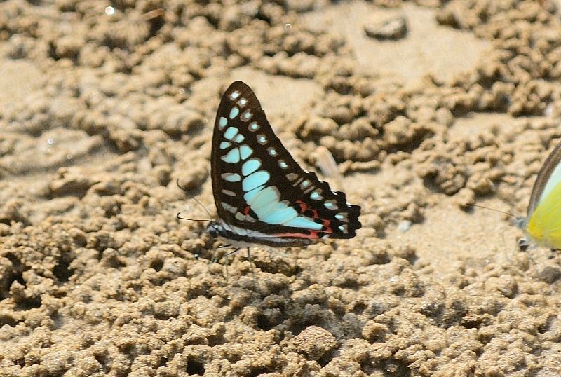 Graphium eurypylus (Linnaeus 1758) resmi