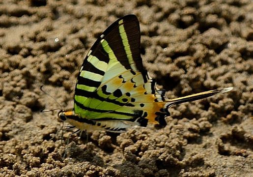 Image of Graphium