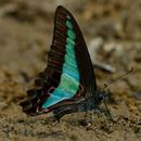 Graphium sarpedon (Linnaeus 1758) resmi