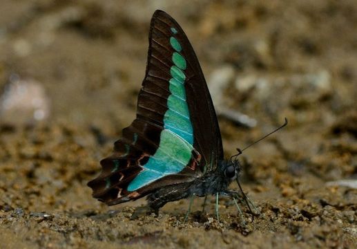 Image of Graphium