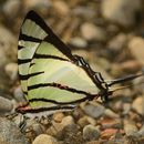 Image of Four-bar Swordtail Butterfly