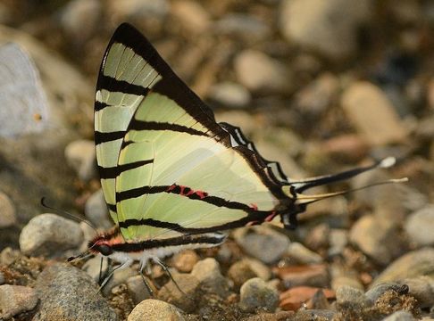 Plancia ëd Graphium agetes (Westwood 1841)