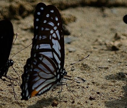 Image of Great Zebra Butterfly