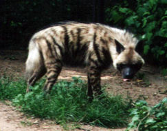 Image of Striped Hyena