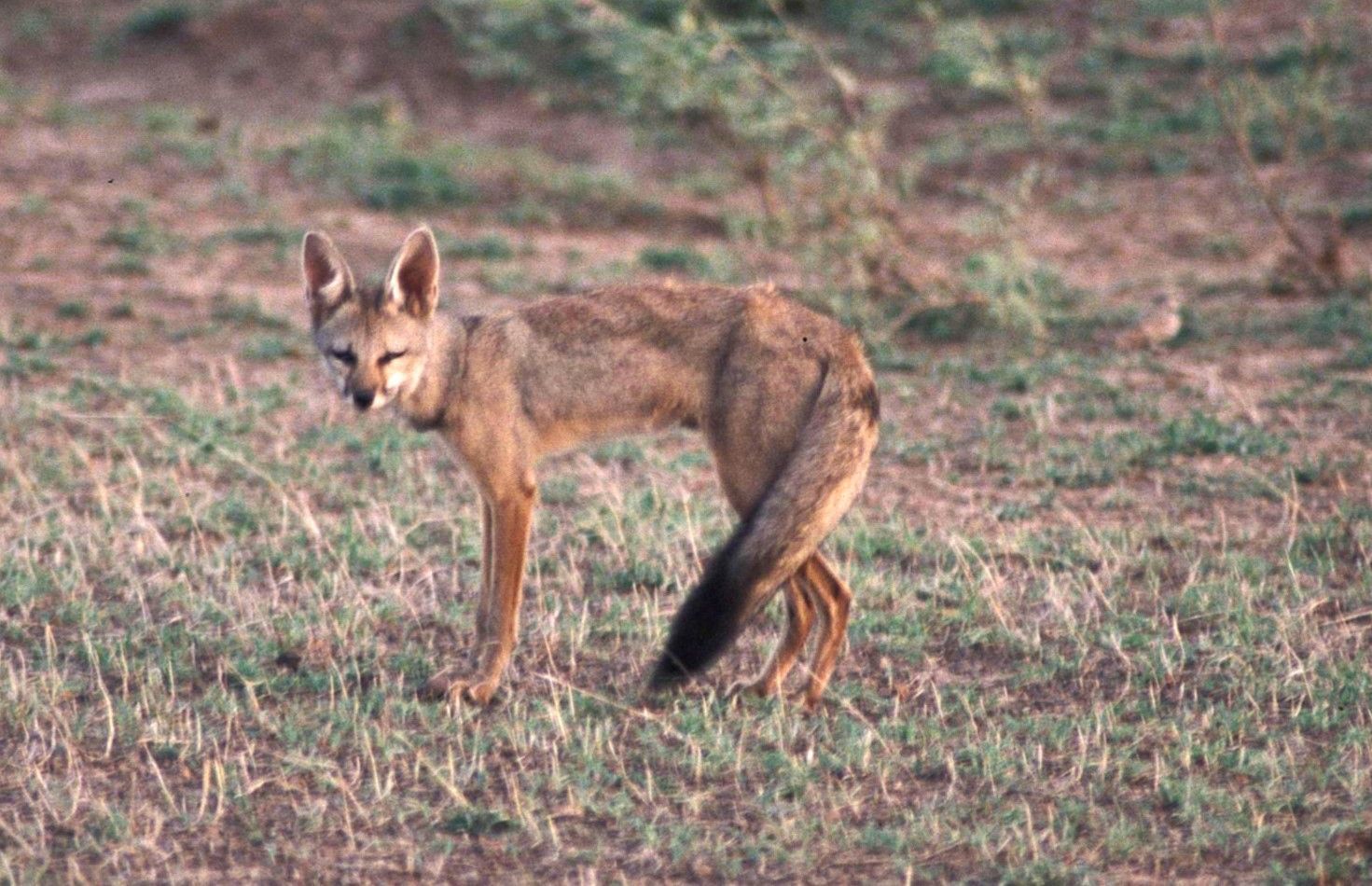 Bengal tilkisi resmi