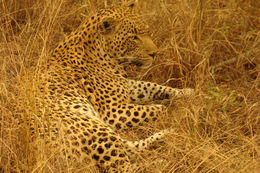 Image of Leopard