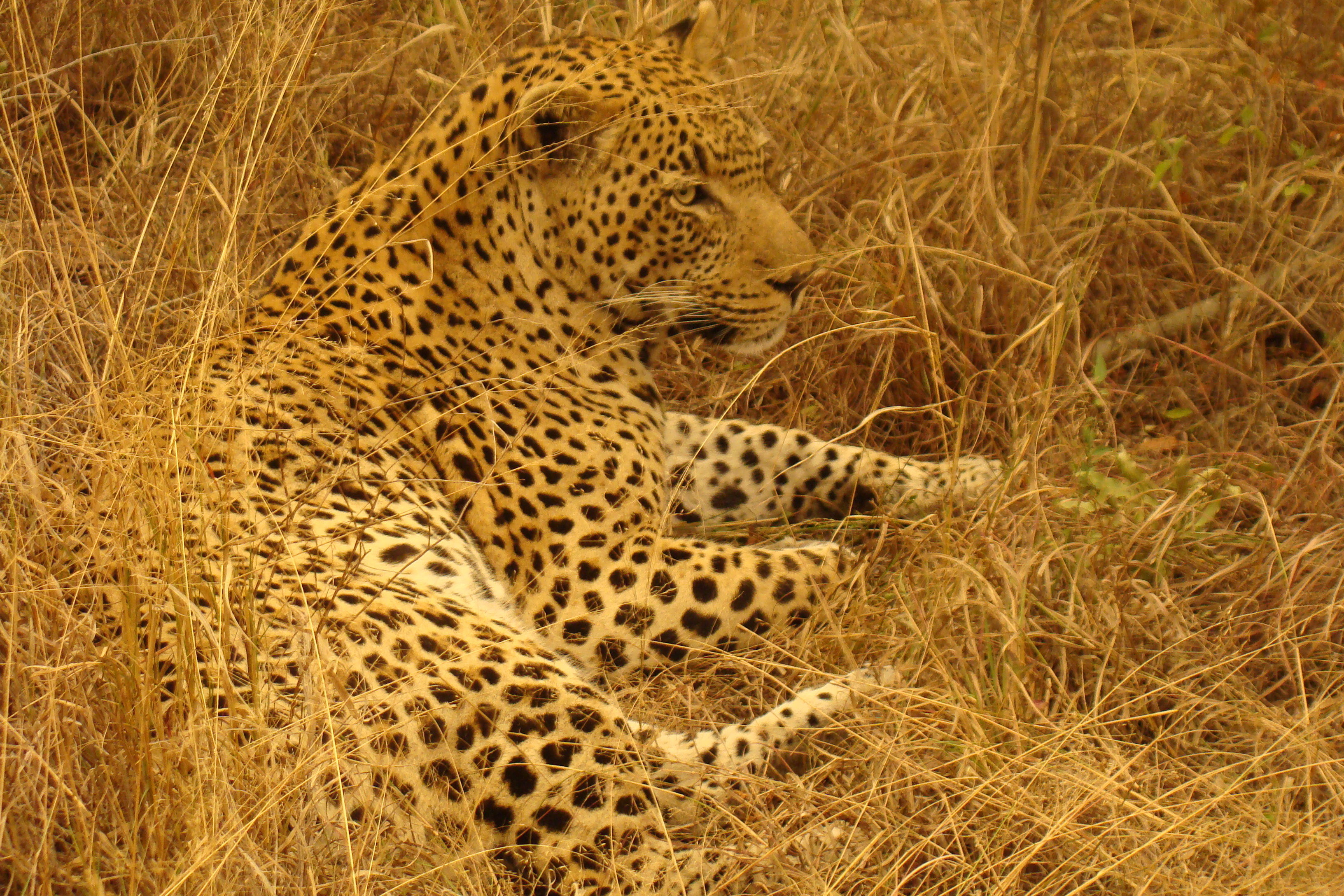 Image of Leopard