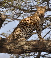 Image of Leopard