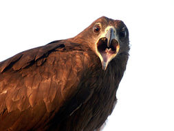 Image of Black Kite