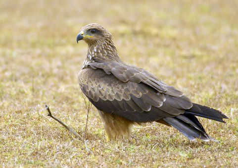 Image of Black Kite