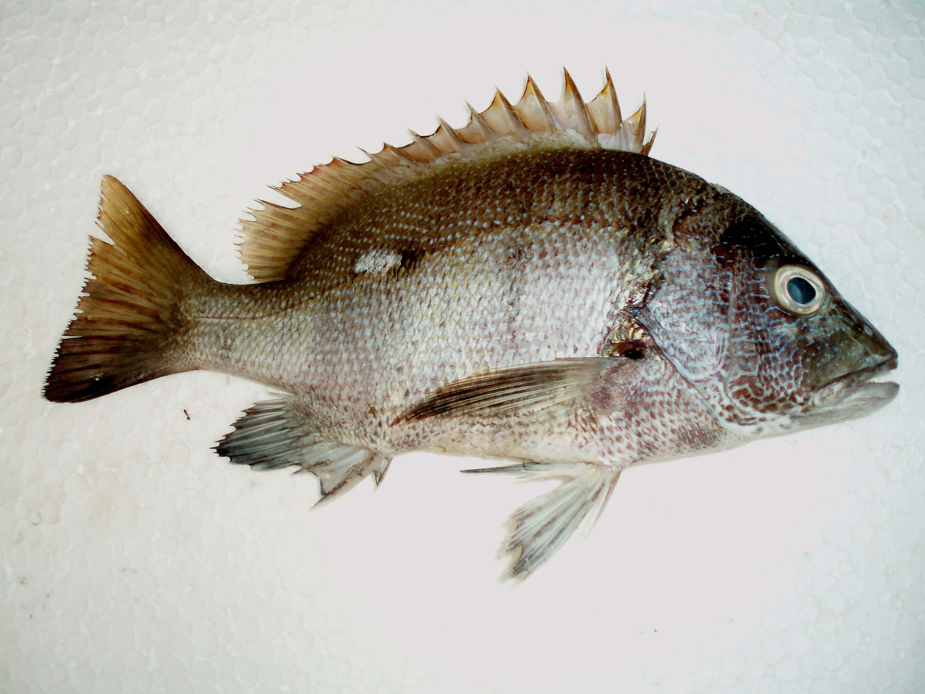 Image of Star snapper