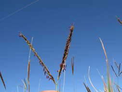 Image of Golden velvet grass